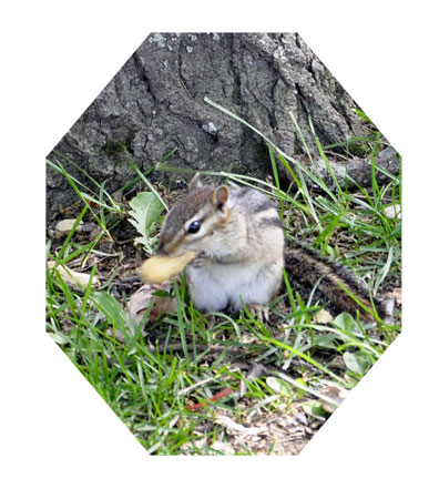 Squirrel at Voyageurs National Park